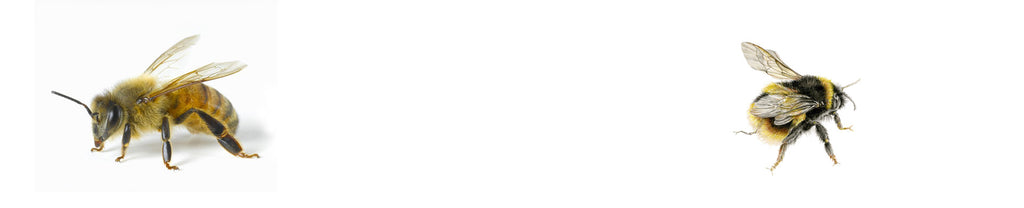 How to store honey properly